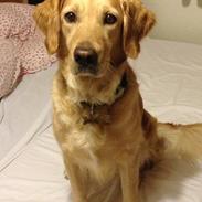 Golden retriever Donna