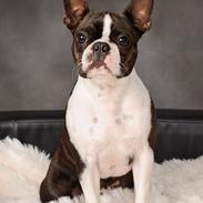 Boston terrier Rieckholms Belladonna