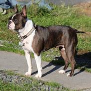 Boston terrier Rieckholms Belladonna