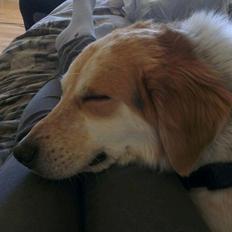 Blanding af racer Beli (solgt)