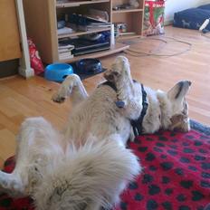 Blanding af racer Beli (solgt)