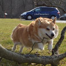 Welsh corgi pembroke Yang-hua *Nadia* Na-bob