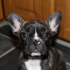 Fransk bulldog Coco