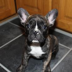 Fransk bulldog Coco
