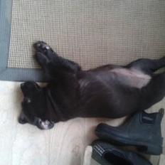 Labrador retriever Bella