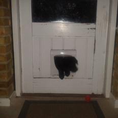 Labrador retriever Bella