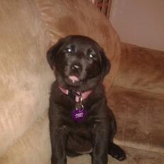 Labrador retriever Bella