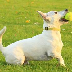 Jack russell terrier Gizmo