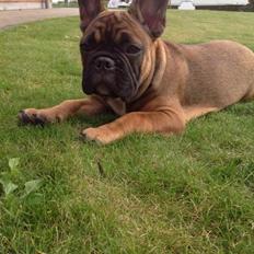 Fransk bulldog Tjoco