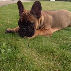 Fransk bulldog Tjoco