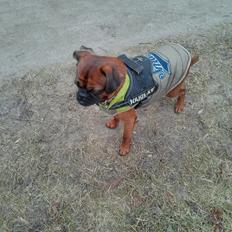 Griffon petit brabancon Arthur