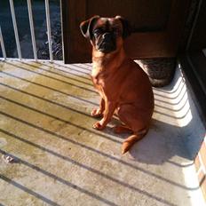 Griffon petit brabancon Arthur