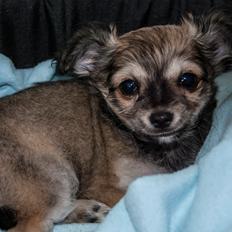 Chihuahua Mbailey Hope