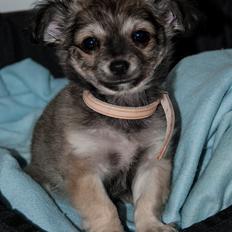 Chihuahua Mbailey Hope