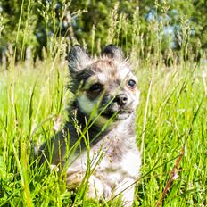 Chihuahua Mbailey Hope