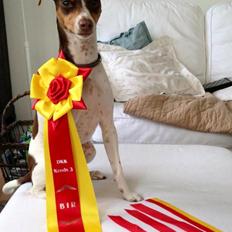 Terrier Brasileiro True Staff Double Trouble(Kenya)