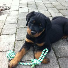 Rottweiler Morgan (Sjellebro´s Homer)