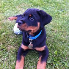 Rottweiler Morgan (Sjellebro´s Homer)