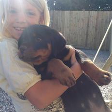 Rottweiler Morgan (Sjellebro´s Homer)