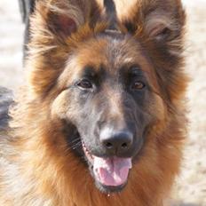 Schæferhund Arijel´s Henna