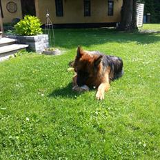 Schæferhund Arijel´s Henna