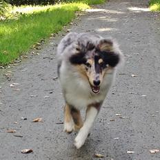 Shetland sheepdog Jenner's Blue Casanova