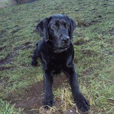 Labrador retriever Kalle