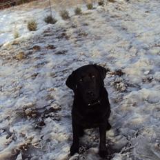 Labrador retriever Kalle