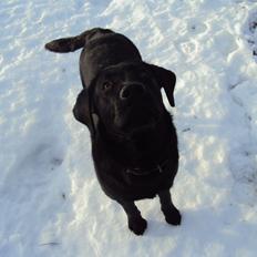 Labrador retriever Kalle