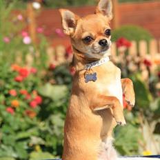 Chihuahua Chihuanas Flush of Hearts - Momo