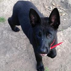 Blanding af racer Kira