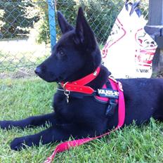 Blanding af racer Kira