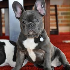Fransk bulldog Blue Buffy