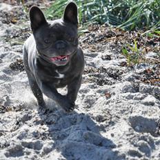 Fransk bulldog Bruno