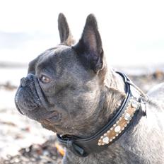 Fransk bulldog Bruno