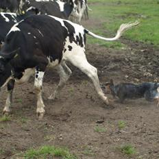 Australsk cattledog Red Alert`s blue Isis