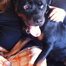 Rottweiler Vom Hause Wenorra Latoya
