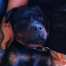 Rottweiler Vom Hause Wenorra Latoya