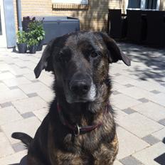 Blanding af racer Mille