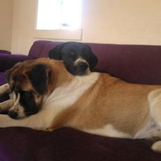 Blanding af racer Filippa.