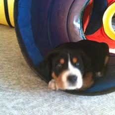 Grosser schweizer sennenhund Saga