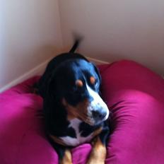 Grosser schweizer sennenhund Saga