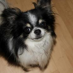 Chihuahua Martinas Olsen