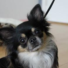 Chihuahua Odo of Blue Diamonts