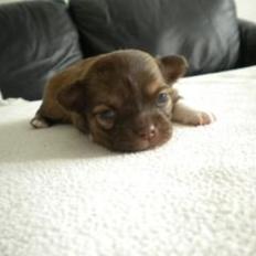 Chihuahua Licabi's Babette