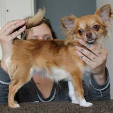 Chihuahua Licabi's Babette