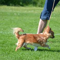 Chihuahua Licabi's Babette