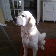 Golden retriever Quinnie