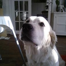 Golden retriever Quinnie