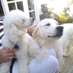 Golden retriever Quinnie